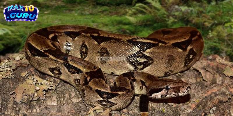 Max10 - Hành trình chinh phục may mắn với mơ thấy trăn