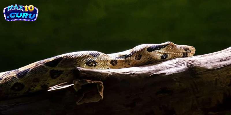 Giải mã mơ thấy trăn đối với vận may của bạn