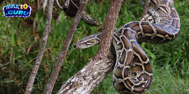 Gợi ý các con số liên quan khi mơ thấy trăn 